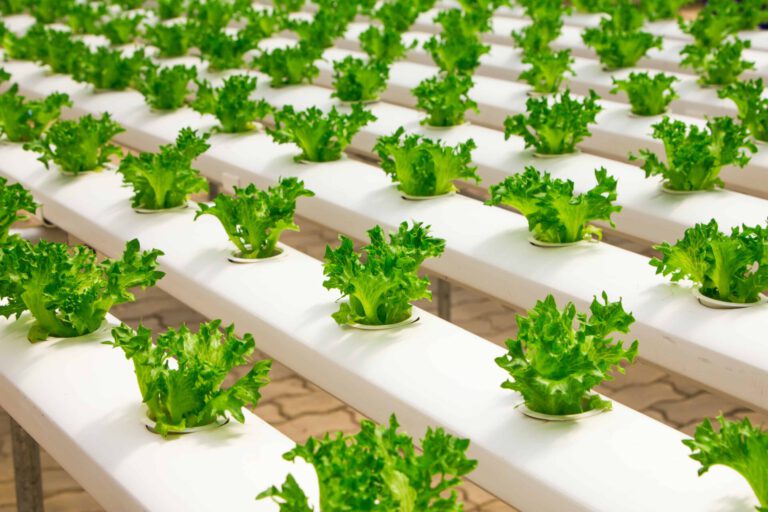 The Role of Hydroponics in Food Security
